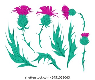 Thistle illustration. Set of colorful  hand drawn vector sketches