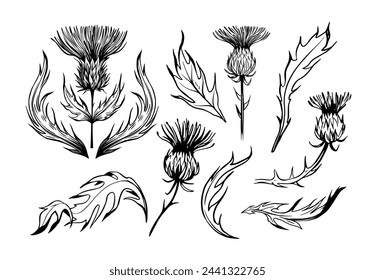 Thistle illustration. Set of realistic hand drawn vector sketches