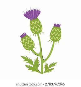 Thistle inflorescence on white background. illustration of plant.