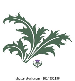 Thistle Onopordum Acanthium Scottish Thistle Isolated Stock Vector ...