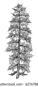 Thistle leaf illustration, drawing, engraving, ink, line art, vector