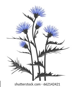 Thistle with leaves