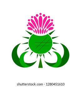Thistle medicinal plant illustration on white background