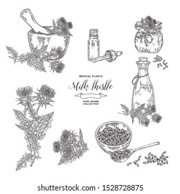 Thistle milk plant collection. Thistle flowers and seeds with wooden bowl, mortar and glass bottles of oil. Medical gerbs. Vector illustration engraved.