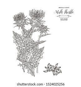 Thistle milk plant hand drawn. Thistle flowers and seeds isolated on white background. Medicinal gerbs collection. Vector illustration engraved.