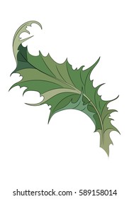 Thistle. Onopordum acanthium. Leaf Thistle isolated on white, vector illustration