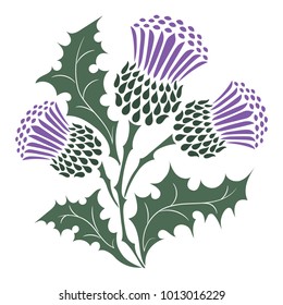 Thistle. Onopordum acanthium. Scottish Thistle isolated on white, vector illustration