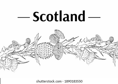 Thistle. Onopordum acanthium. Scottish Thistle isolated on white, vector illustration. Template for invitation, poster, flyer, banner, etc.