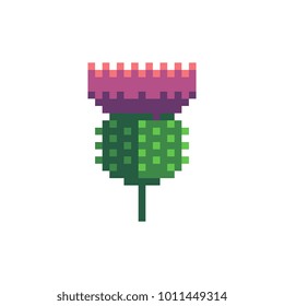 Thistle. Pixel art. Flower of Scotland.  Stickers design. Isolated vector illustration. 