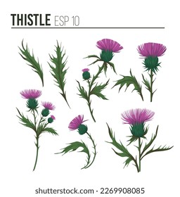 Thistle plant. Colorful illustration. Vector set of floral objects for design. Isolated