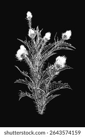 Thistle plant with delicate white flowers illustrated in black and white, standing out against a dark background. The detailed botanical drawing highlights the intricate textures of the petals and.