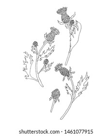 Thistle plant set. Vector. Outline flower. Isolated on white background