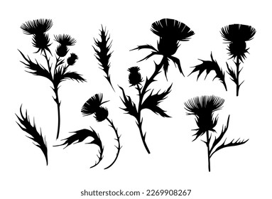 Thistle plant silhouette illustration. Vector set of floral objects for design. Isolated