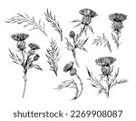 Thistle plant. Sketch style illustration. Vector set of floral objects for design. Isolated