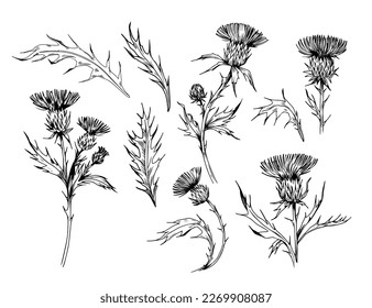 Thistle plant. Sketch style illustration. Vector set of floral objects for design. Isolated