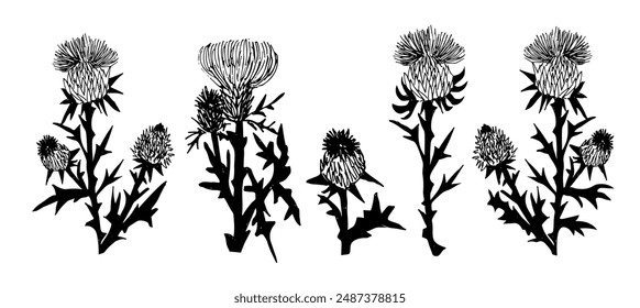 Thistle plant. Sketch style illustration. Vector set of floral objects for design. Isolated on the white background.