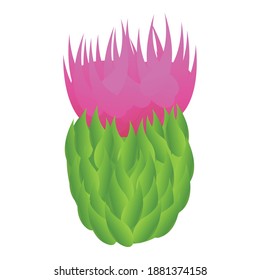 Thistle scottish flower icon. Cartoon of thistle scottish flower vector icon for web design isolated on white background