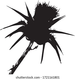 Thistle silhouette. Milk Thistle Flowering Thorn. Close-up. Medicinal plant. Isolated vector illustration Black on white.