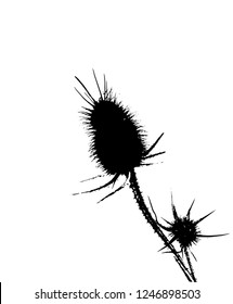 Thistle silhouette vector.