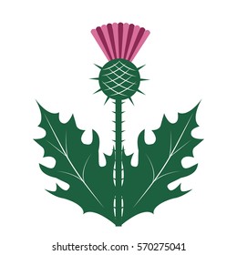 Scottish Thistle Images, Stock Photos & Vectors | Shutterstock