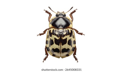 Thistle Tortoise Beetle Isolated on White Background (High Detail)