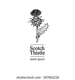 Thistle. Vector illustration
