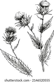 Thistle vector illustration on white background. Botanical illustration.