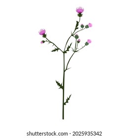 Thistle vector stock illustration. A branch of a prickly plant with purple flowers. Label for Scotch whiskey. Pharmacy botany. Isolated on a white background.