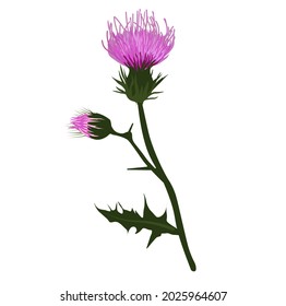 Thistle vector stock illustration. A branch of a prickly plant with purple flowers. Label for Scotch whiskey. Pharmacy botany. Isolated on a white background.