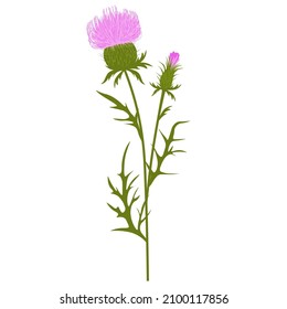 Thistle vector stock illustration. A branch of a prickly plant with purple flowers. Label for Scotch whiskey. Pharmacy botany. Isolated on a white background.