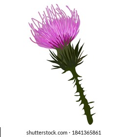Thistle vector stock illustration close up. Superfood thistle medical herb. Hand drawn composition of a Scottish purple Bud, Field flower, meadow grass. Isolated on a white background