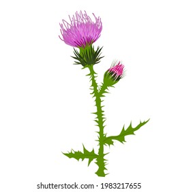 Thistle vector stock illustration close up. Superfood thistle medical herb. Hand drawn composition of a Scottish purple Bud, Field flower, meadow grass. Isolated on a white background