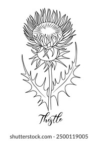 Thistle wild flower line art drawing. Medical, cosmetic, culinary herb. Vector black ink sketch isolated on white background.	