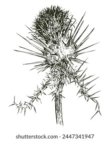 Thistle,wildflower,spiny;flower,prickly,sharp,petals,stem,dry,realistic,hardy,drawing,thorn,endurant,hand drawn,isolated on white, sketch,vector, illustration,outline