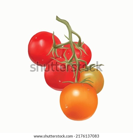 Thomas Tomatoes Painting White Background