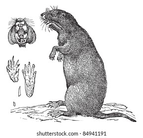 Thomomys bulbivorus or Camas Pocket Gopher. 1, front view of mouth, teeth and jaw, -2, hind legs - 3, foreleg, -4, 5, nail the foreleg and hind leg,  Trousset encyclopedia 1886 - 1891