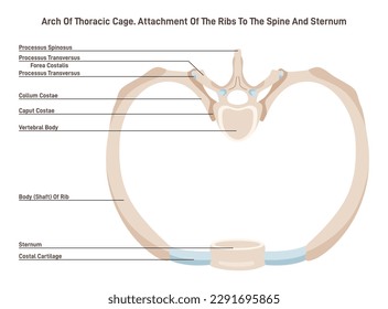 Thoracic cage arch. Thoracic cage segment, bones and cartilage. Attachment of ribs to spine and sternum. Flat vector illustration