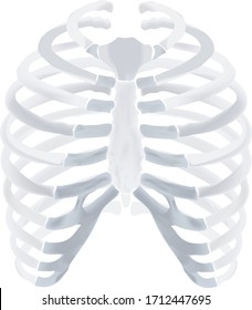 Thoracic Cage Bone 3D Illustration