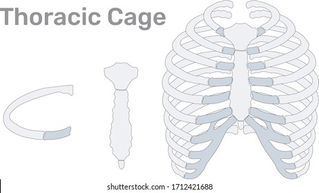 Thoracic Cage Bones Anatomy Illustration