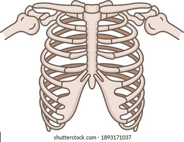 The thoracic cage. Color vector illustration.