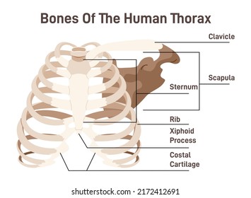 The thoracic cavity anatomy scheme. Thoracic cage bones, 12 pairs of ribs with costal cartilages and the sternum. Scapula and clavicle structure with anatomical captions. Flat vector illustration