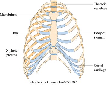 The thoracic cavity vector. Thoracic cage is made up of bones and cartilage along, It consists of the 12 pairs of ribs with their costal cartilages and the sternum. Illustration human bones.