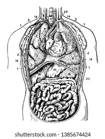 Thoracic Duct Opening Into The Left Subclavian Vein, Vintage Line Drawing Or Engraving Illustration.