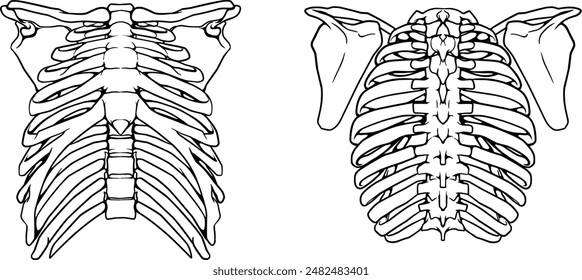 Columna torácica, pecho y costillas de hueso y hombros Ilustración vectorial delantera y trasera mano dibujado arte de línea aislado en un fondo blanco