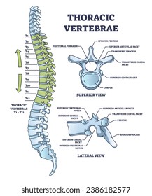 Thoracic vertebrae location and medical structure description outline diagram. Labeled educational scheme with anatomical backbone parts and detailed superior or lateral bone view vector illustration