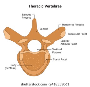 Thoracic Vertebrae Science Design Vector Illustration Diagram