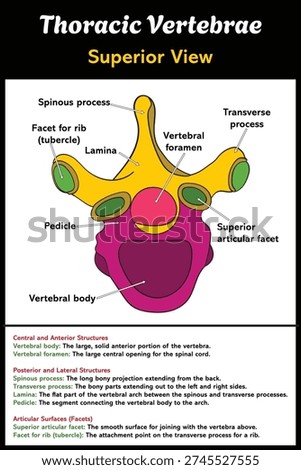 Thoracic Vertebrae, superior view Diagram