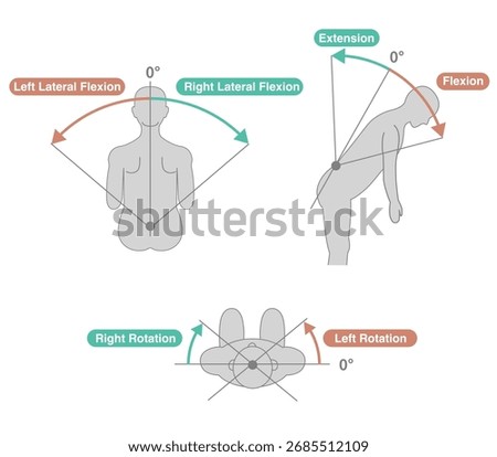 Thoracolumbar Spine and Trunk Range of Motion (ROM) Illustration