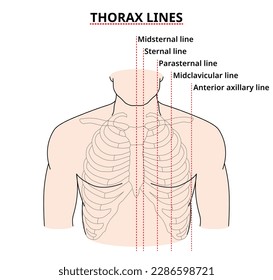 Thorax Lines - Anterior Thorax - Physical Examination - Medical Vector Illustration