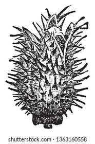 The Thorn Apple Bud is a spiny capsule long and broad. The seeds are numerous in 3 compartments within the casing, vintage line drawing or engraving illustration.